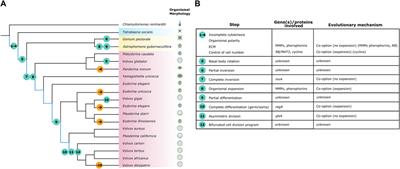 The Curious Case of Multicellularity in the Volvocine Algae